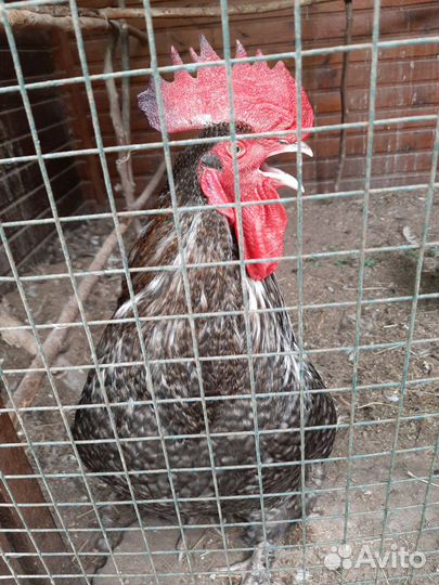 Молодые петухи
