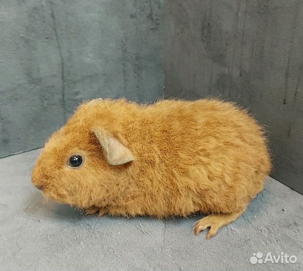 Морские свинки Американский Тедди