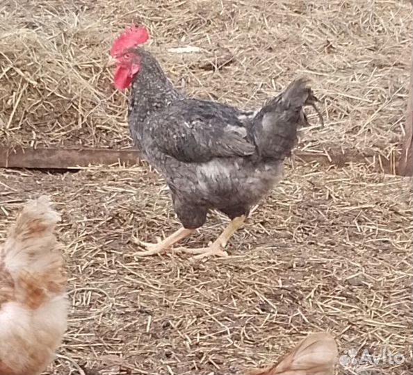 Петухи породы доминант