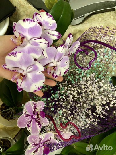 Орхидея фаленопсис
