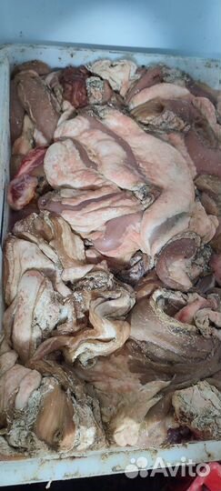 Корм для собак