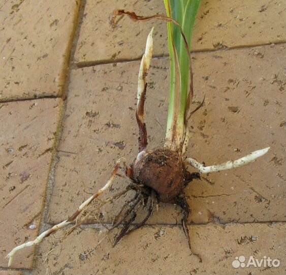 Монтбреция Цилиндрика Герань душистая