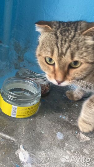 Найдена шотландская вислоухая кошка