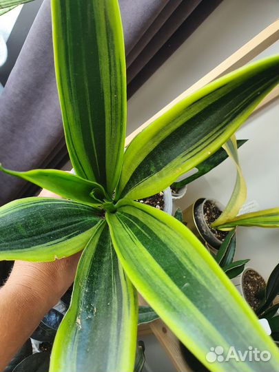 Сансевиерия Канарская футура, Сильвер блю