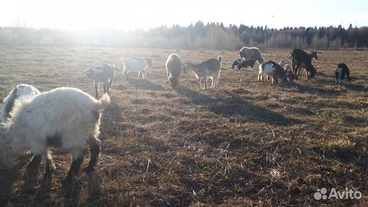 Бартер/продажа овец баран коров быки ферма земли