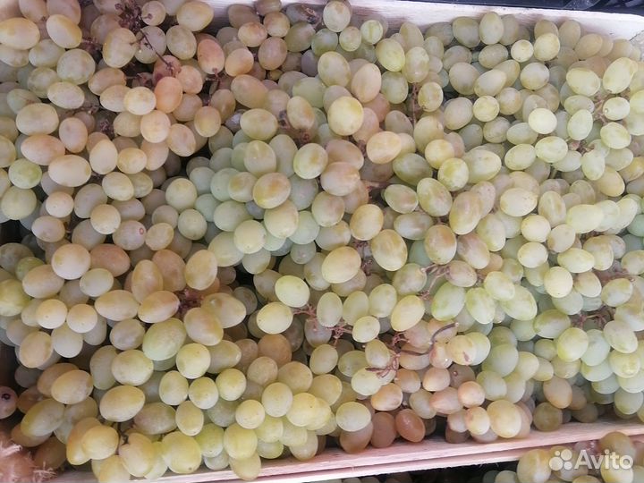 Виноград на вино