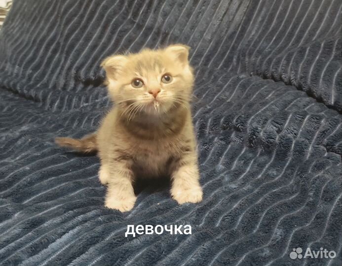 Шотландские вислоухие котята