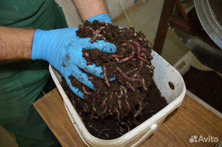 Черви - Дендробена Венета и навозник