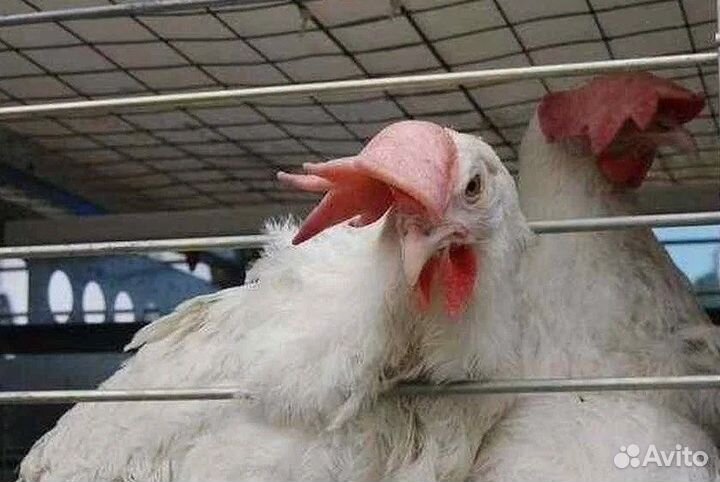 Куры несушки