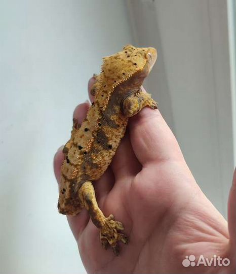 Реснитчатый бананоед, геккон, самец