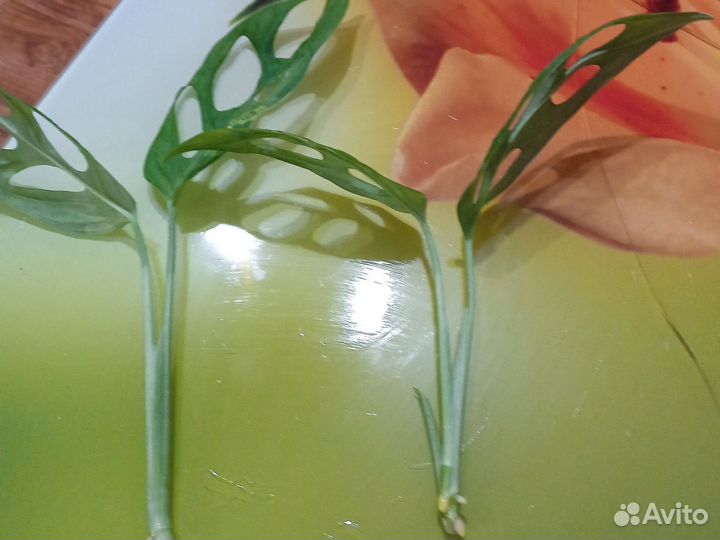 Монстера Адансона минт вариегата, альпиния вар