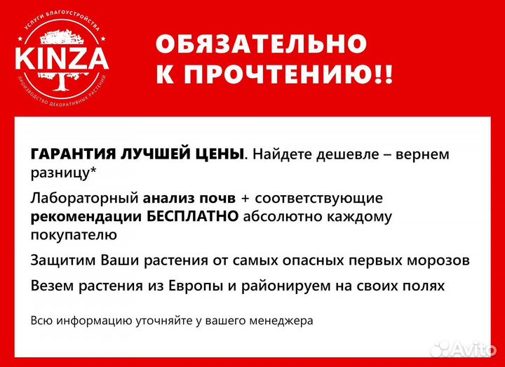 Туя смарагд 2 м