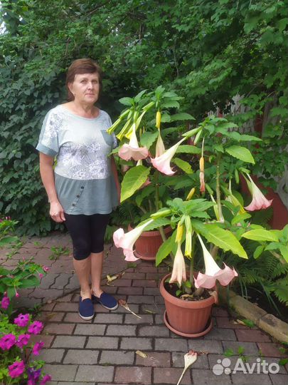 Бругмансия розовая