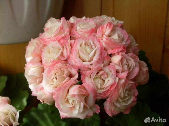 Пеларгонии сортовые