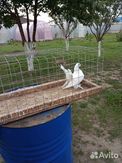 Продам голубей