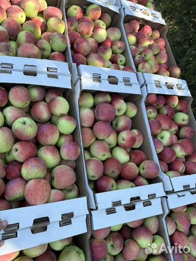 Яблоко урожай 2023