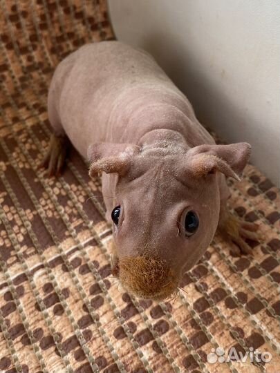 Морская свинка скинни малыш