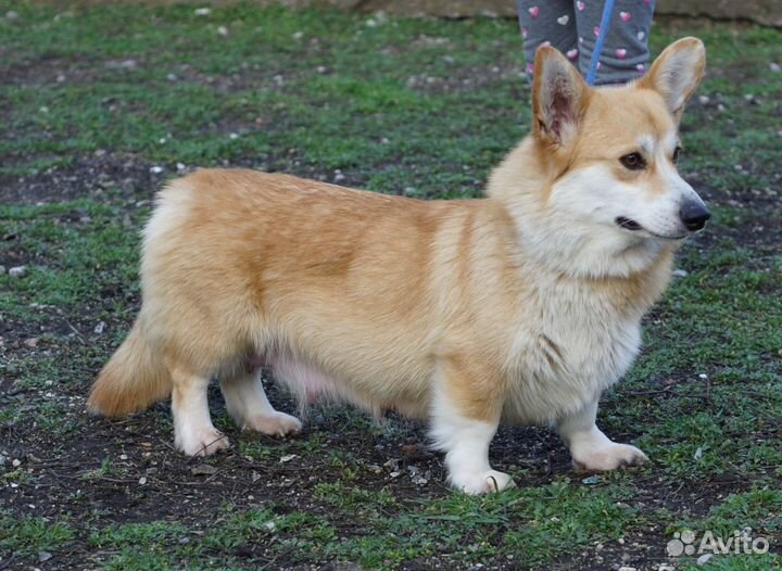 Вельш-корги пемброк