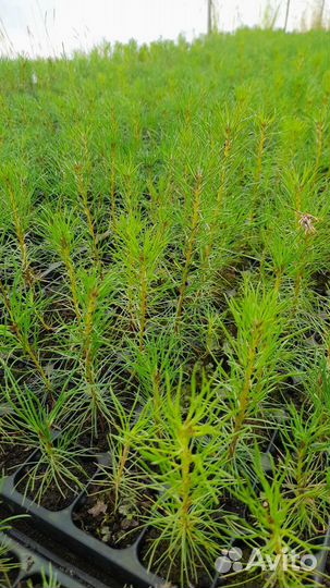 Сеянцы сосны зкс