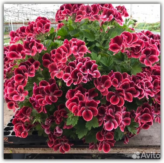 Королевская Пеларгония, герань,черенки