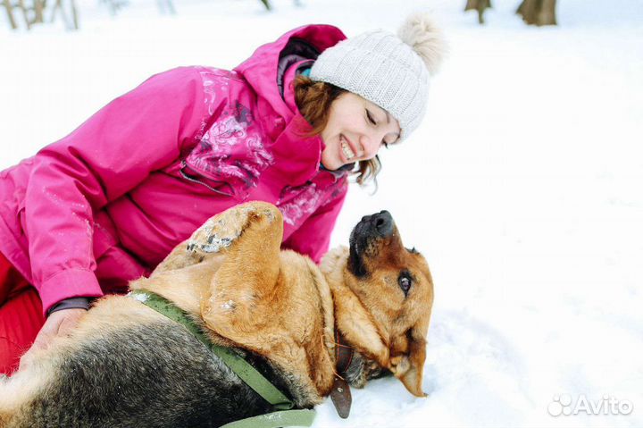 Собака Забава ищет дом