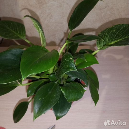 Филодендрон биркин вайт