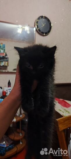 Котята в добрые руки 2,5месяц