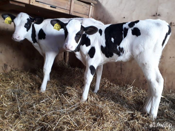 Бычки с доставкой