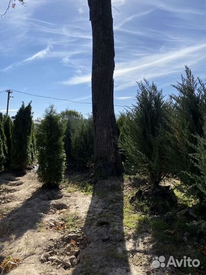 Можжевельник Блю Эроу 2,1 м