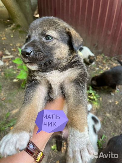 Щенки в добрые руки бесплатно