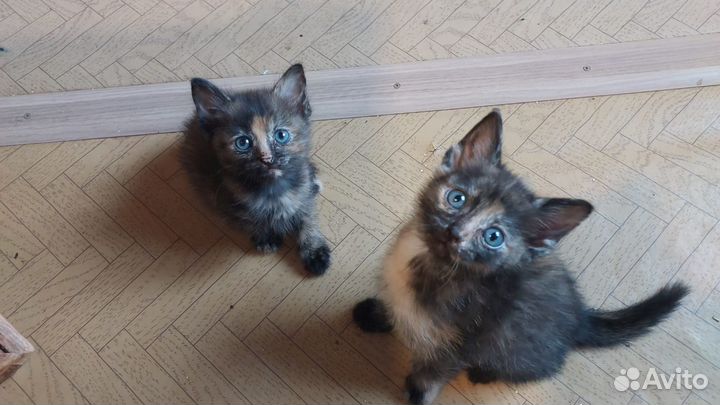 Отдам в добрые руки