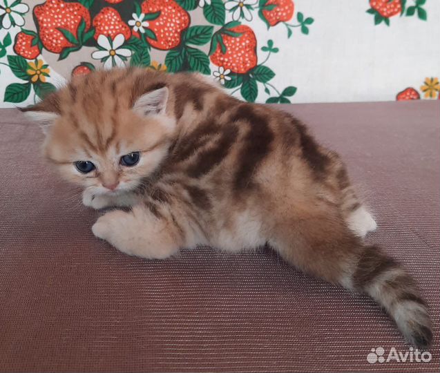 Золотые мраморные британские котята