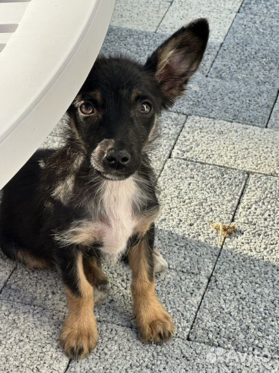 Щенок в добрые руки