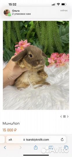 Кролик минилоп