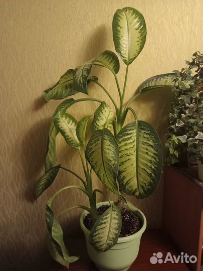 Диффинбахия