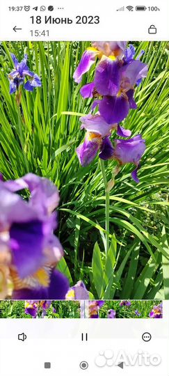 Цветы ирисы