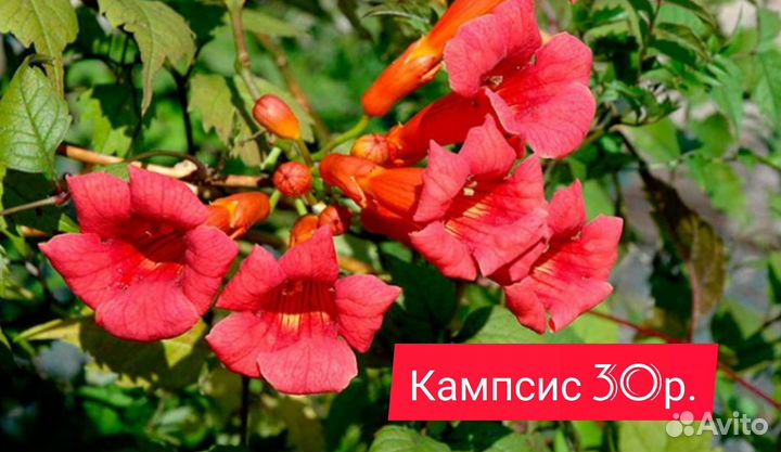 Черенки для проращивания Фейхоа Фотиния Шифердия