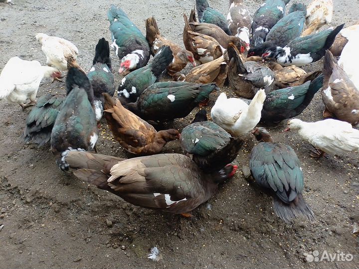 Мускусные утки