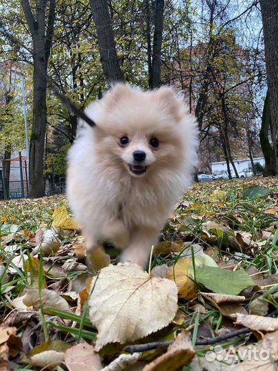 Вязка Шпиц померанский мини Ищем девочку