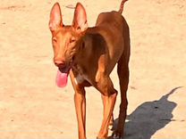 Фараонова Собака кобель 10 месяцев