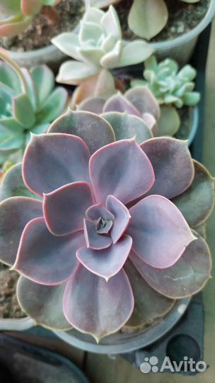 Обменяюсь цветами. на любые комнатные или садовые