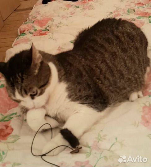 Кошечка Люся ищет дом