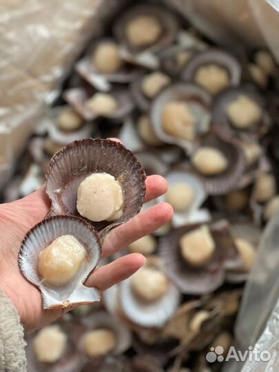 Морской гребешок, дикий