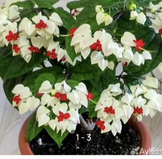 Клеродендрум Томпсана