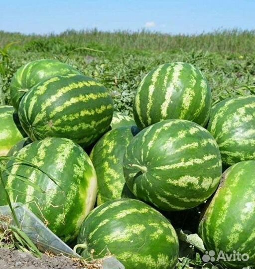 Арбузы Оптом