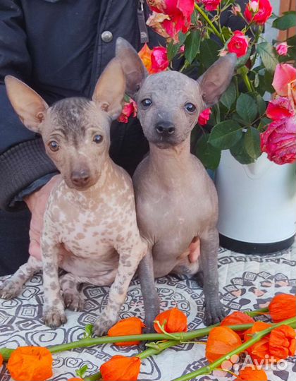 Ксолоитцкуинтли мини, девочки