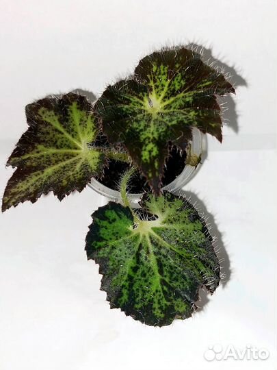 Бегонии сортовые