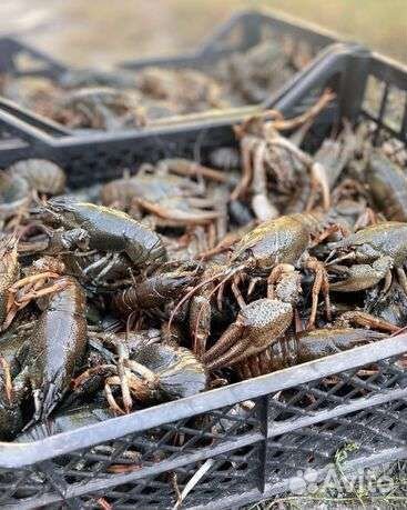 Живые раки. Краб Камчатский