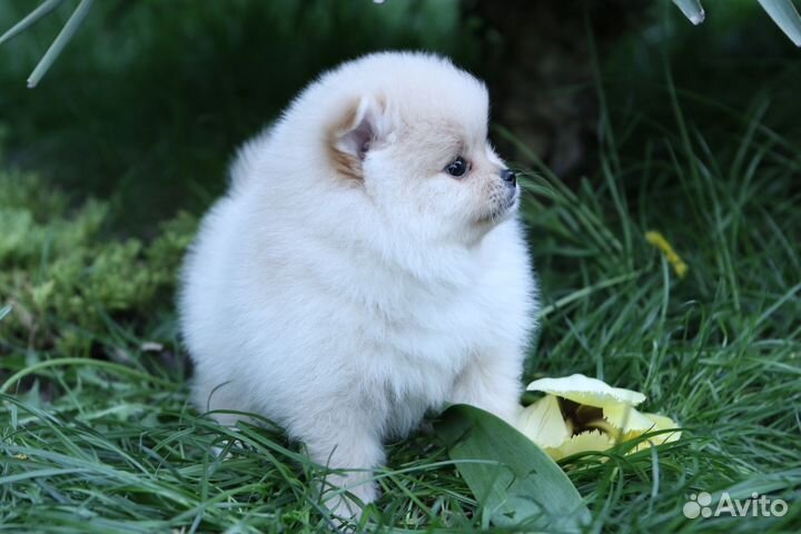 Шпиц мальчик