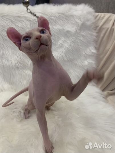 Эльфы, двэльфы, бамбино